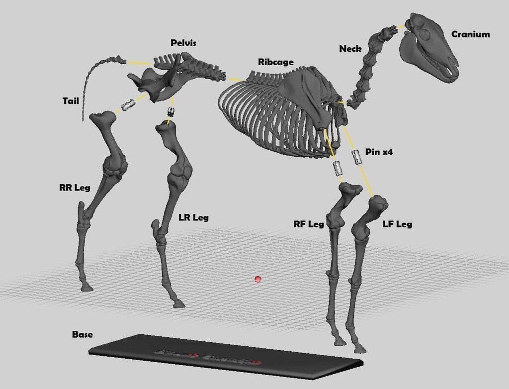 Free STL file Horse Skeleton 🐎・3D print design to download・Cults