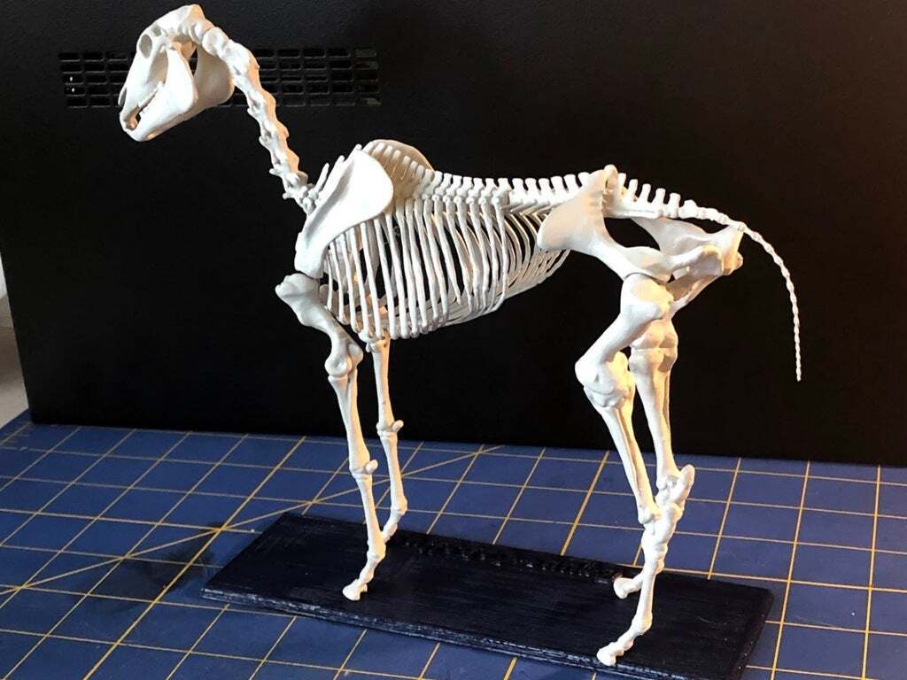 Free STL file Horse Skeleton 🐎・3D print design to download・Cults