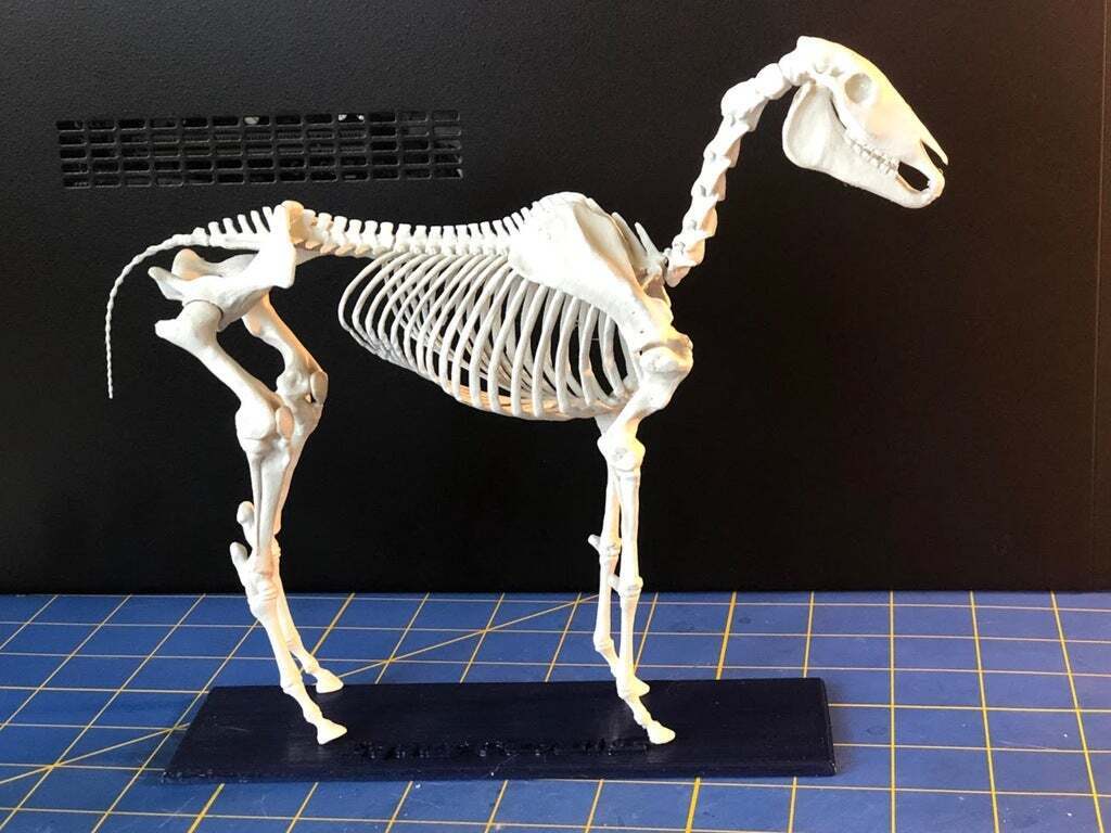 Free STL file Horse Skeleton 🐎・3D print design to download・Cults