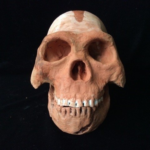 Homo naledi ancient hominid skull reconstruction