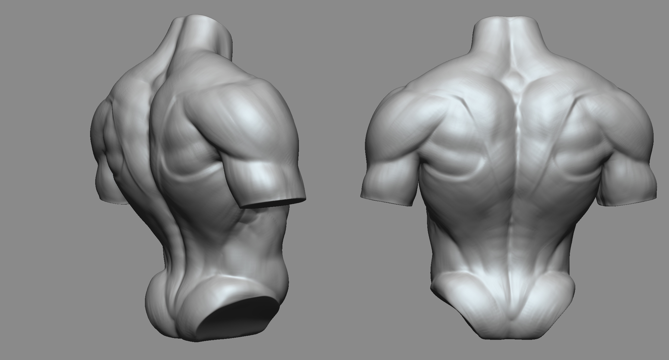 Male Torso Reference