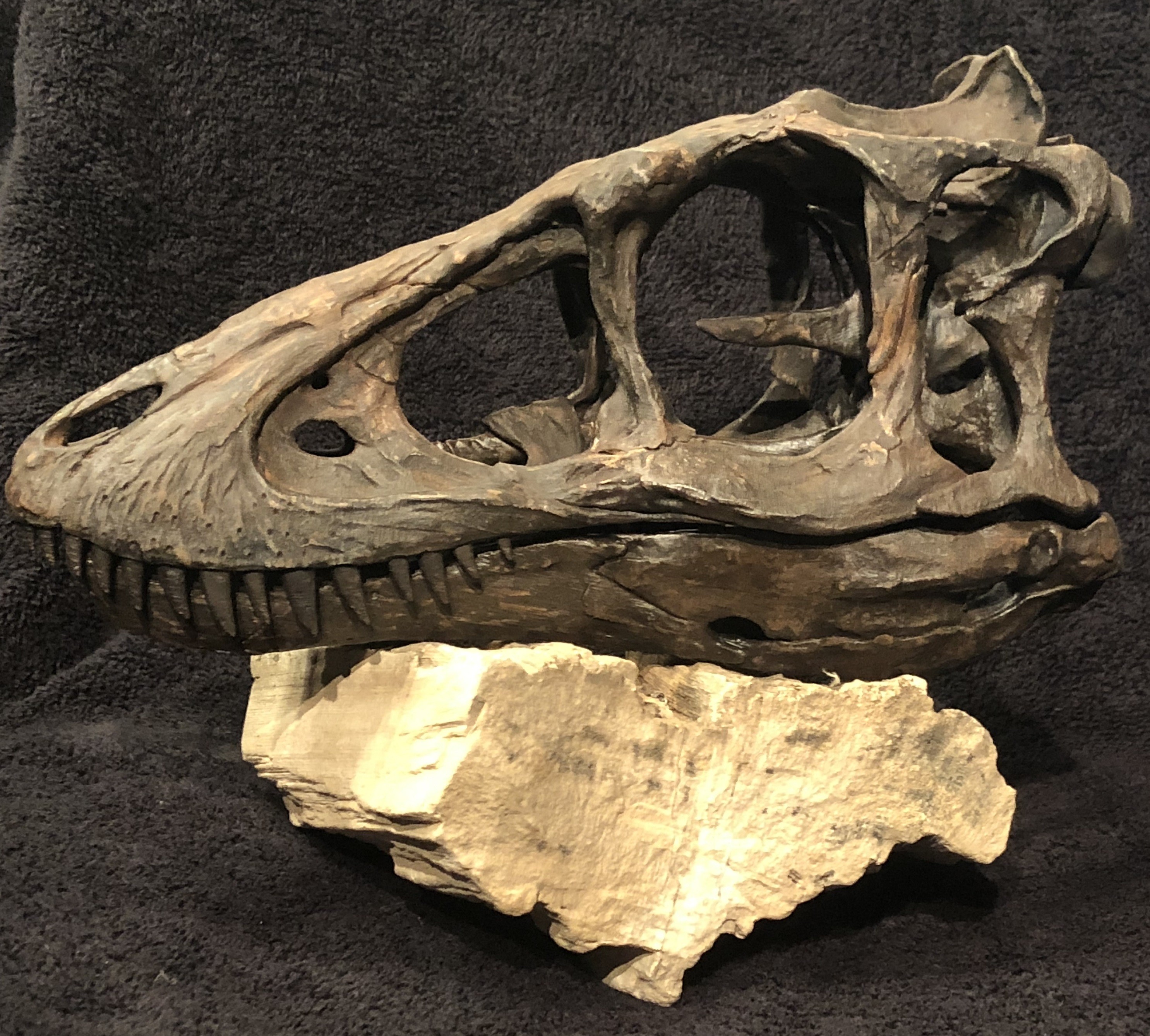 Life size baby Trex skeleton Part 01/10 imprimable en 3D • Fabriqué