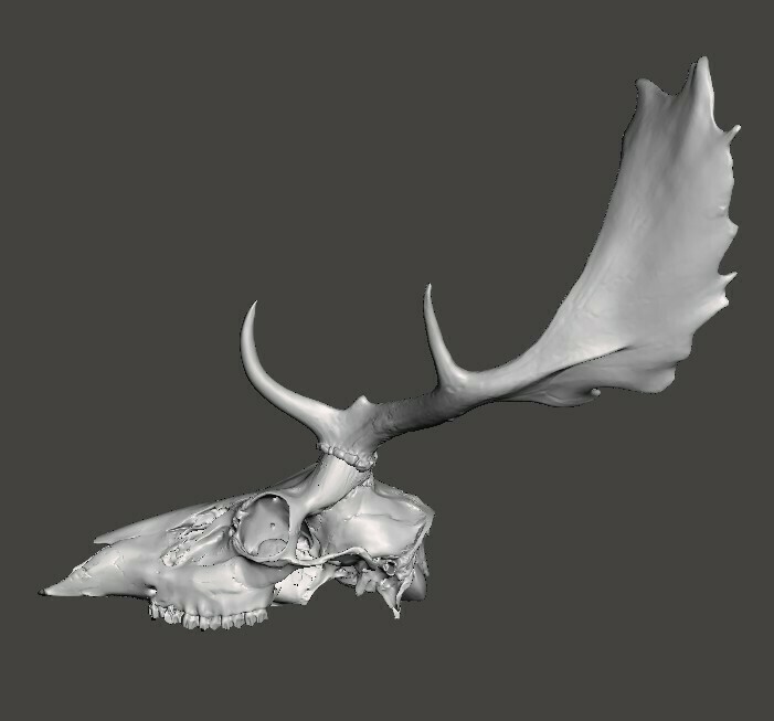 STL file Fallow deer skull, Cervus dama head cranium・3D printer design ...