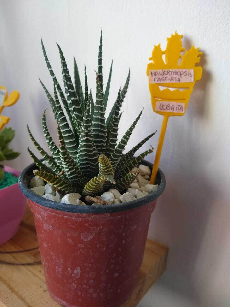 Free STL file LABELS FOR CACTUS・Design to download and 3D print・Cults