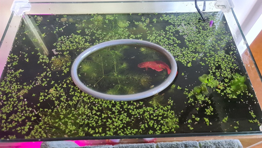 Anneau Flottant Pour Nourriture Aquarium - 7x7x5,3 Cm, Anti-noyade - Garde Les Granulés En Surface, Facile à Nettoyer
