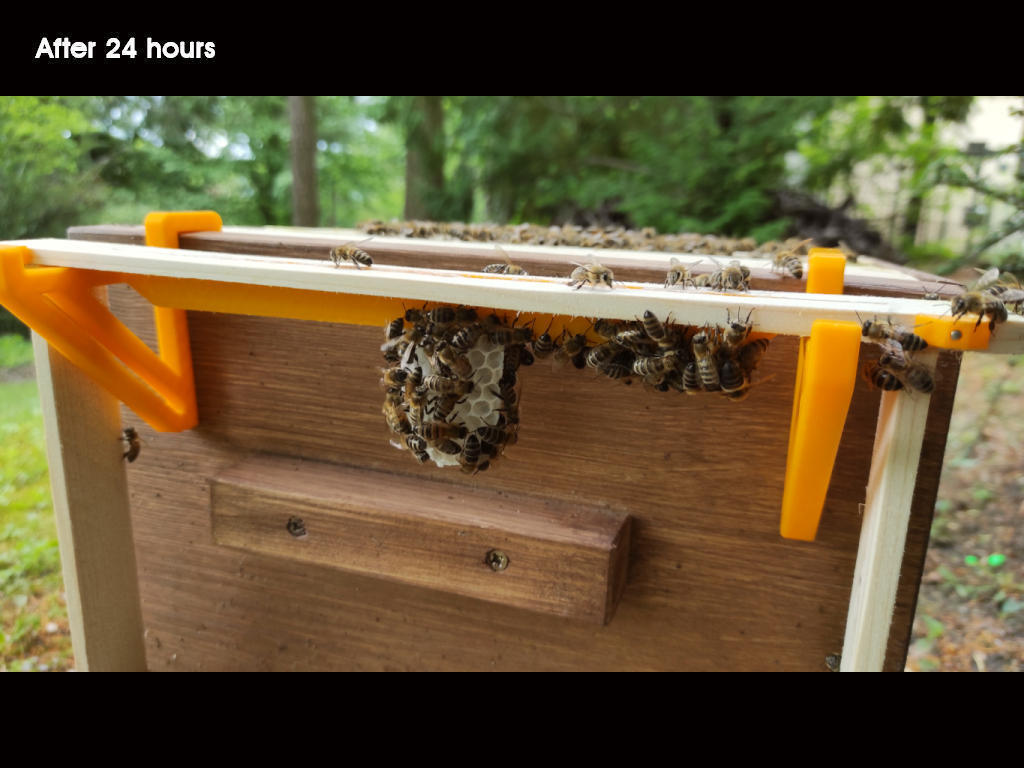 Free STL file Beehive Starter Strips V2.0 (cell size 5.0 5.2 mm)・3D