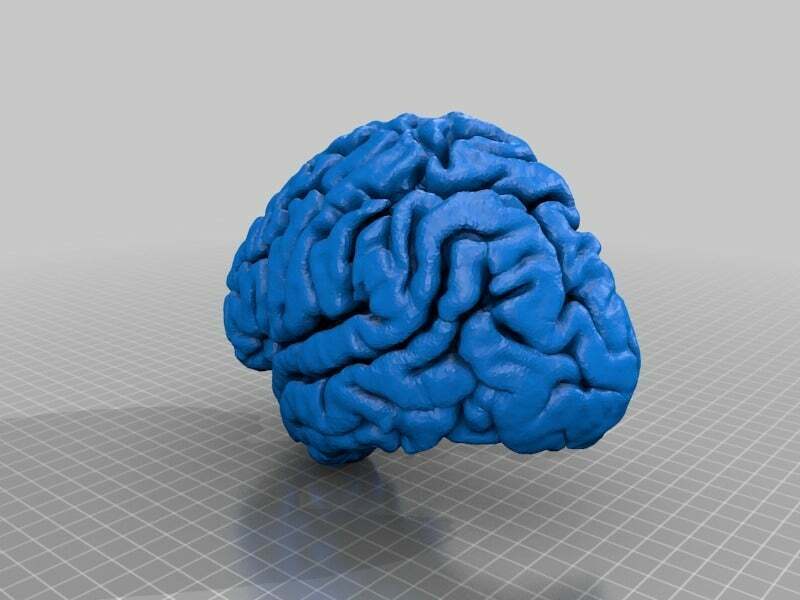 Free STL file Human Cerebral Cortex・3D printing design to download・Cults