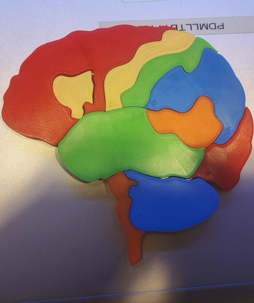Free 3D file Brain Anatomy Puzzle Base・Template to download and 3D ...