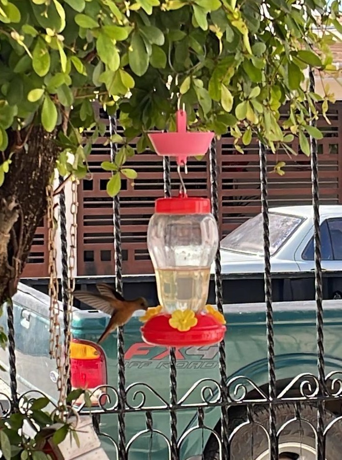 Free 3D file Hummingbird feeders Ant trap・3D print design to download・Cults