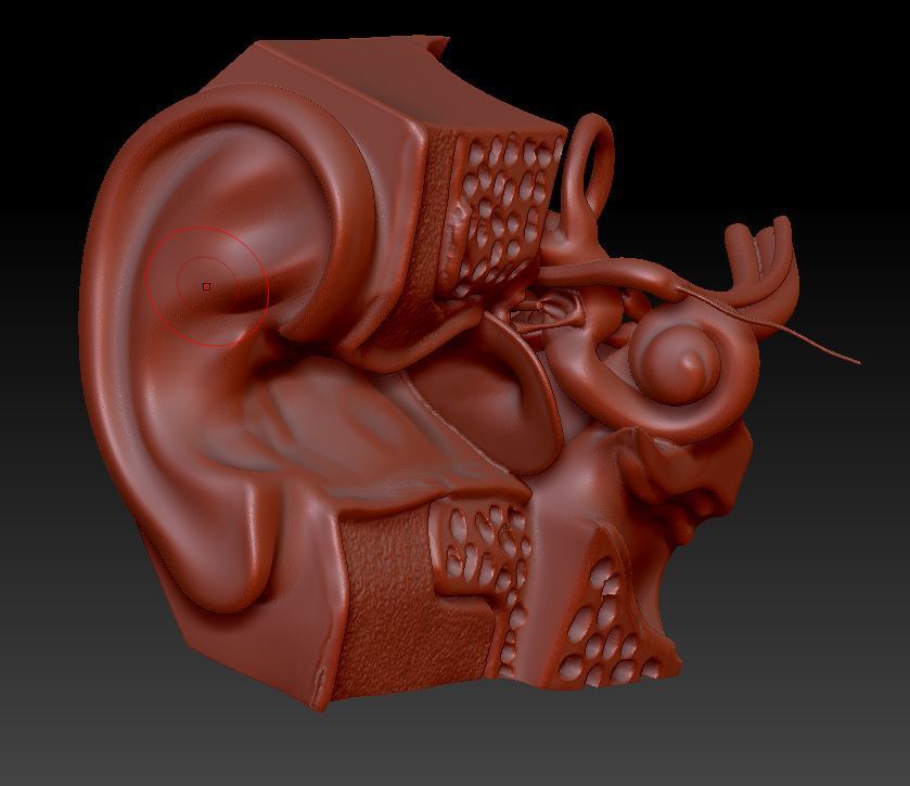 Бесплатный STL файл pinna, ear・Шаблон для 3D-печати для загрузки・Cults