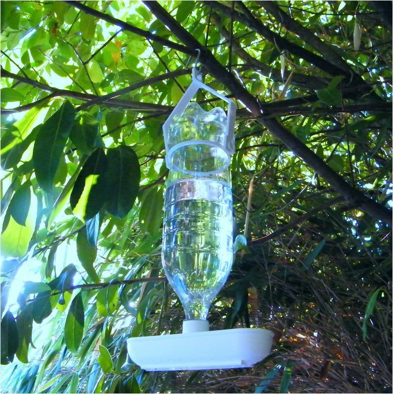 Water dispenser for birds