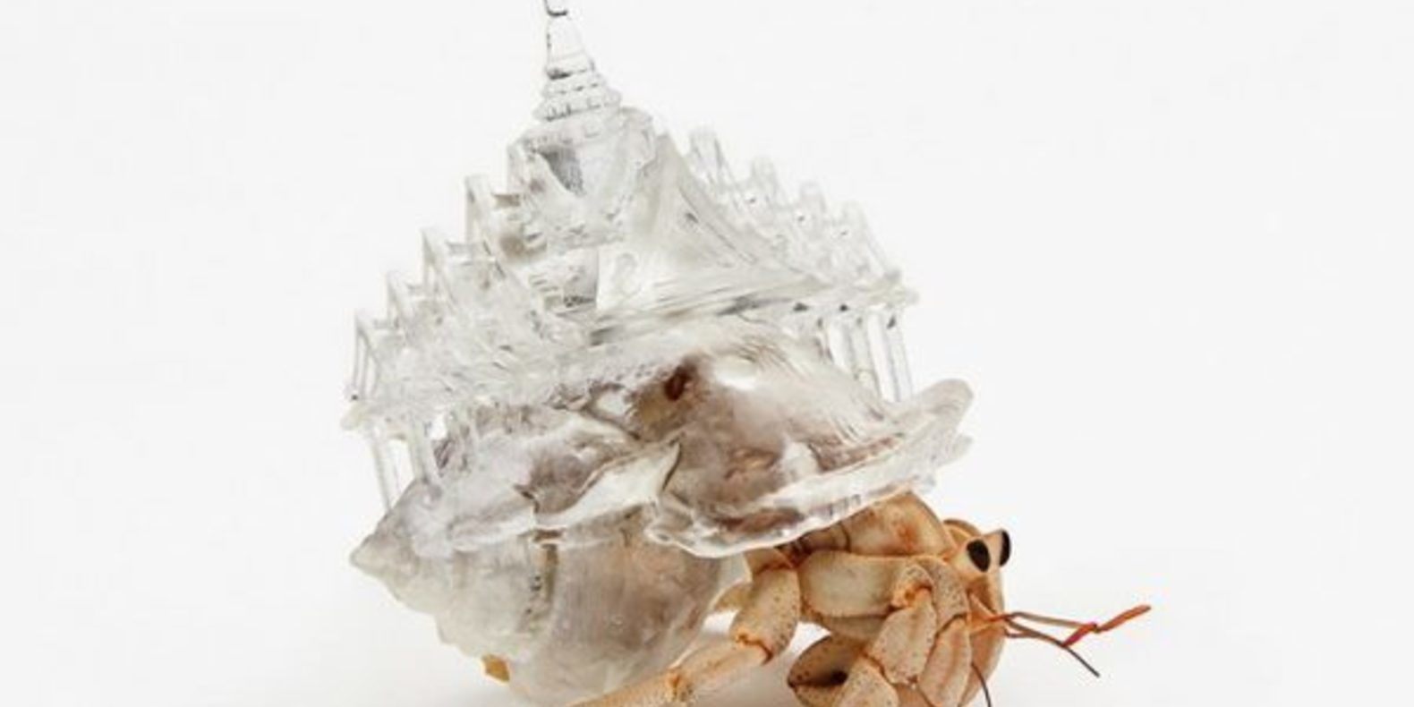 22+ Hermit Crab 3D Printed Shell